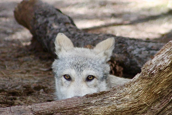 Wolf Hiding