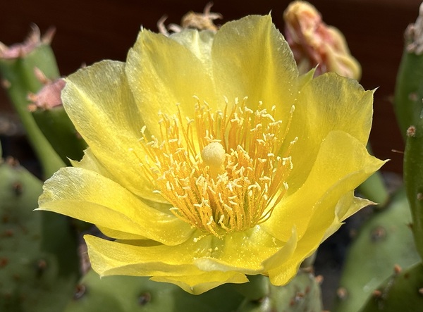 Prickly Pear Bloom -1 by Leslie Affeldt Photography