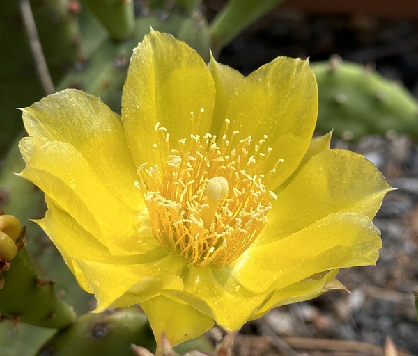 Prickly Pear Bloom -2 by Leslie Affeldt Photography
