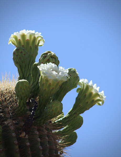 Saguaro Blossom  Print