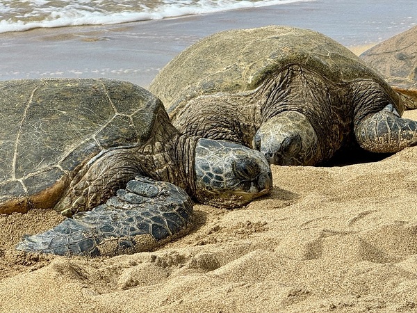 Turtle Couple Print