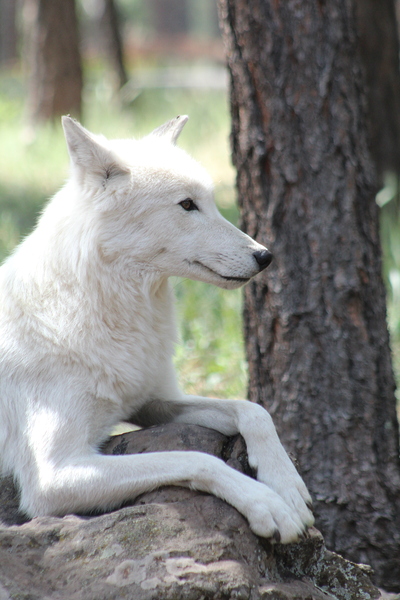 White Wolf Print