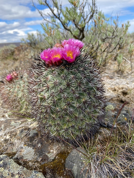 Barrel Cactus by Leslie Affeldt Photography