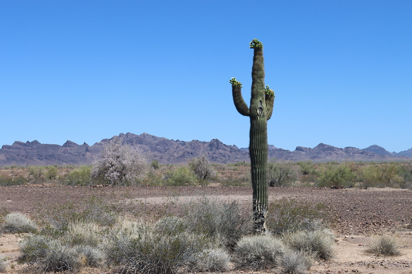 Saguaro desert scene  Print