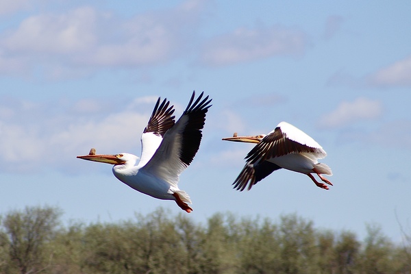 Pelicans Print