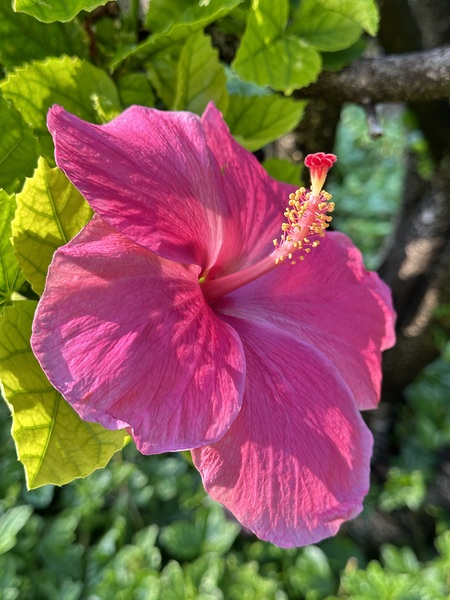 Pink Hibiscus by Leslie Affeldt Photography