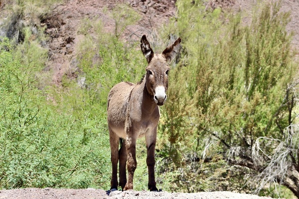 Wild Donkey Parker Arizona Print