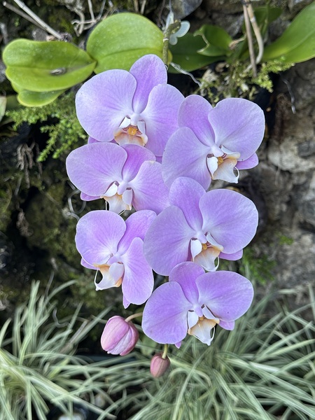 Orchid by Leslie Affeldt Photography