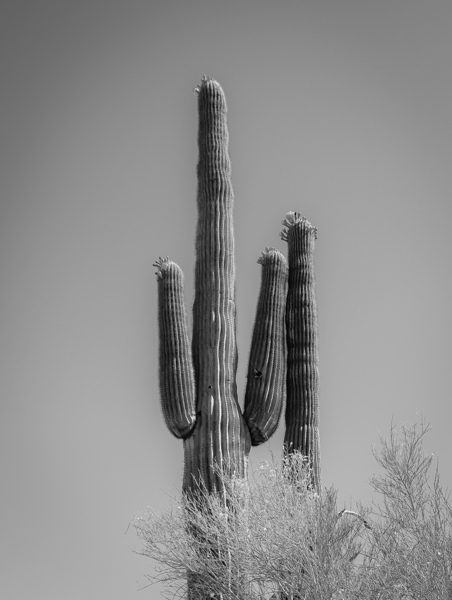 Saguaro Dream in black and white -2