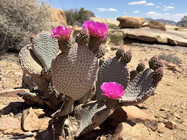 Cactus Bloom  Print