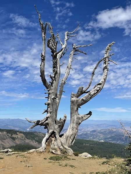 Tree overlooking Wenatchee by Leslie Affeldt Photography