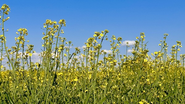 Holy Canola  by Leslie Affeldt Photography