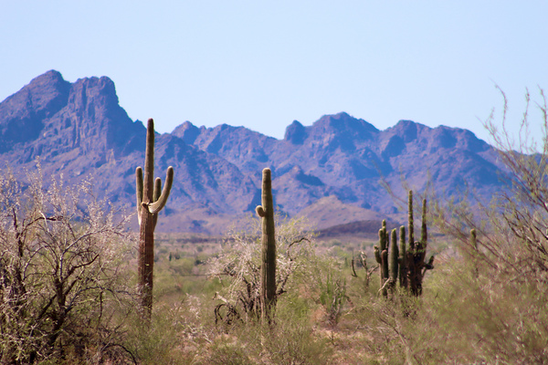 Desert landscape - Quartzsite