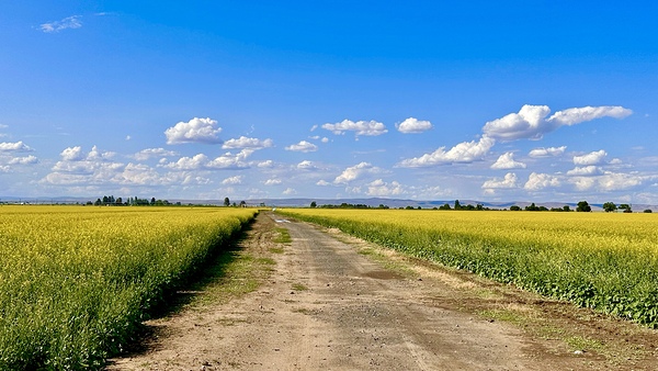 Country Road by Leslie Affeldt Photography