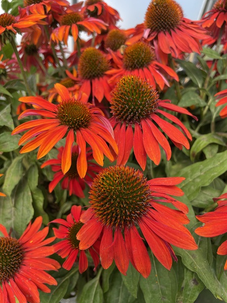 Coneflower by Leslie Affeldt Photography