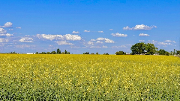 Canola Field by Leslie Affeldt Photography