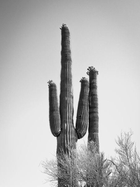 Saguaro Dream in black and white -1  Print
