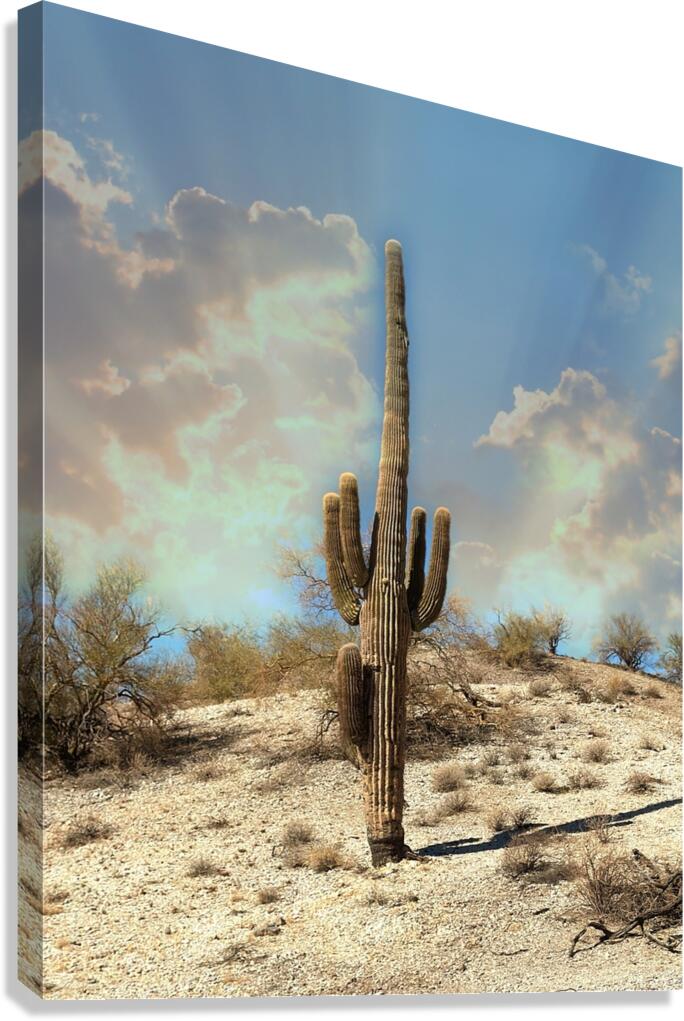Saguaro Dream  Canvas Print