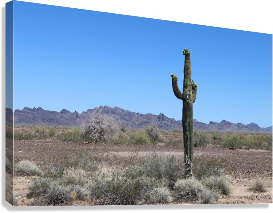 Saguaro desert scene  Canvas Print