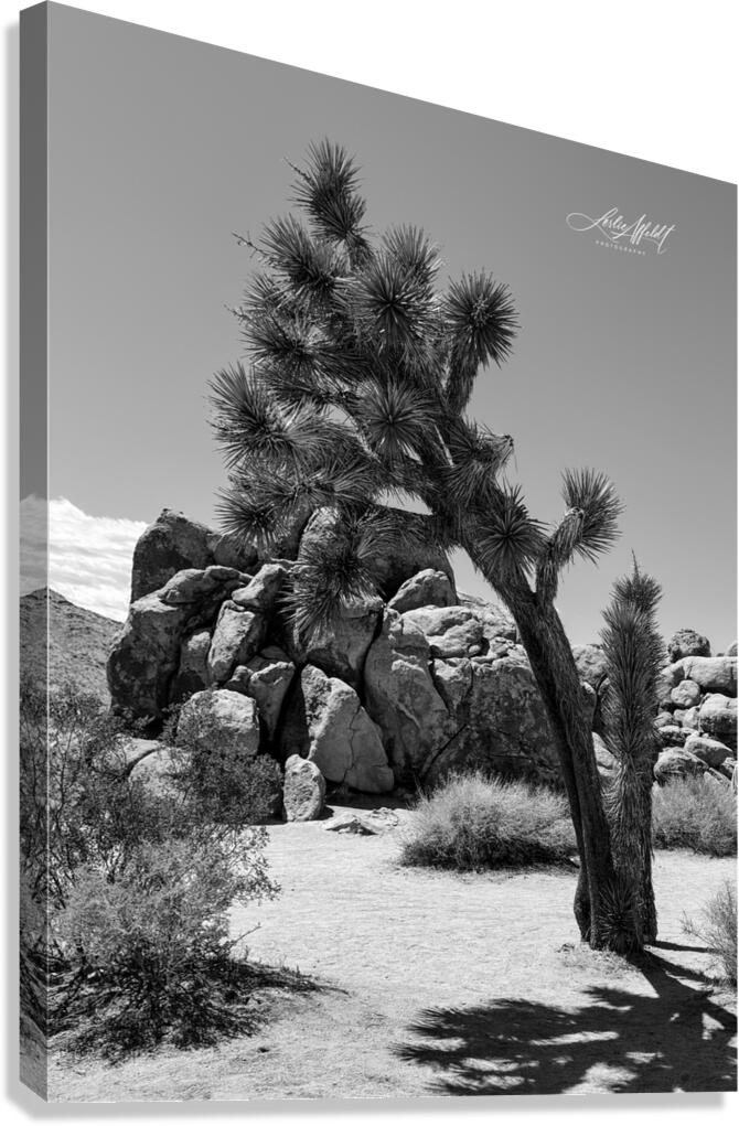 Joshua Tree  Canvas Print