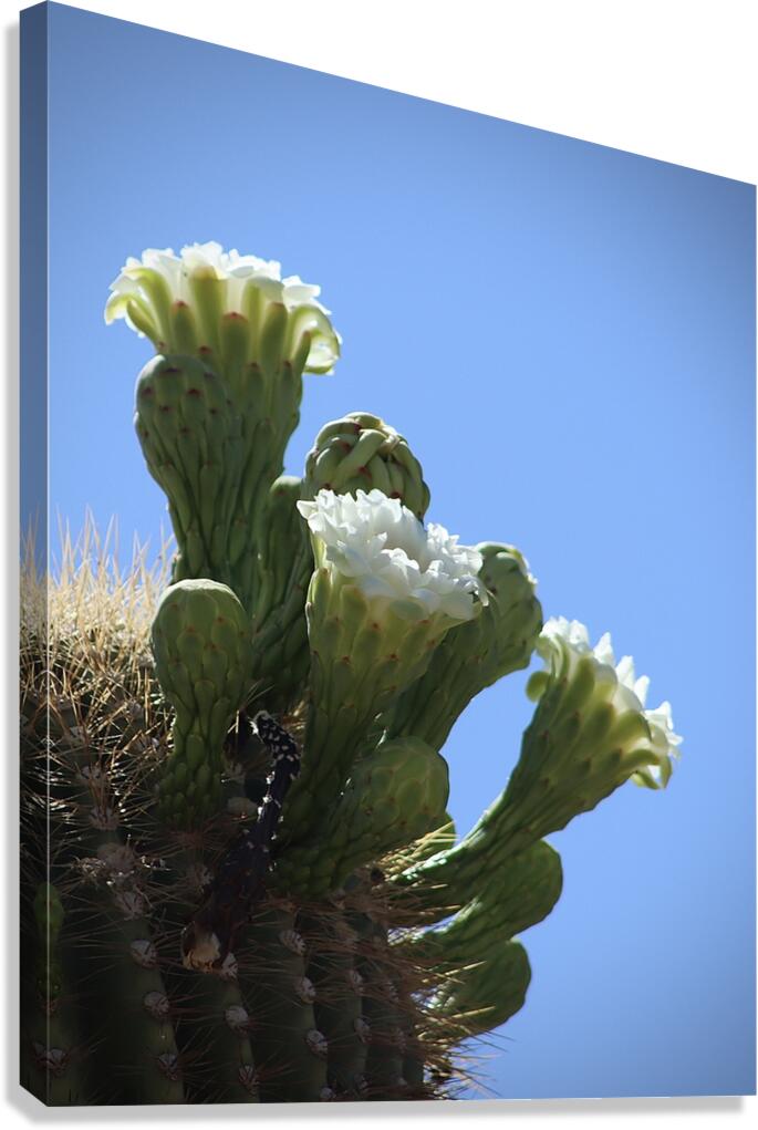 Saguaro Blossom  Canvas Print