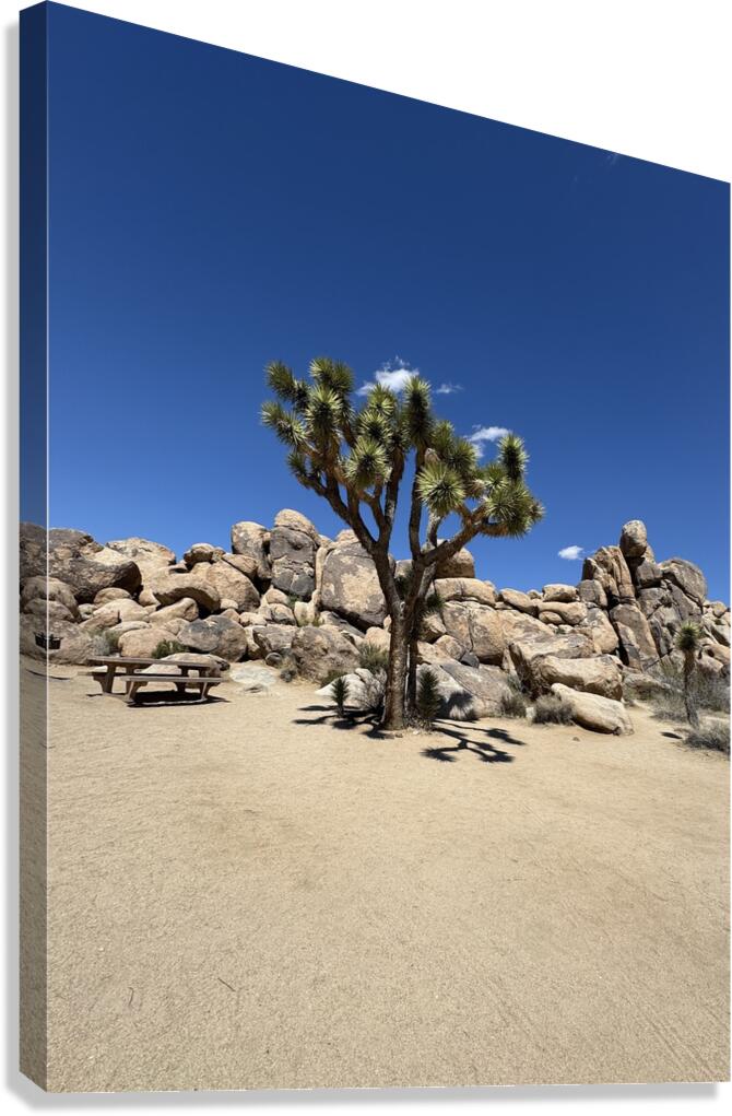 Joshua Tree -3  Canvas Print