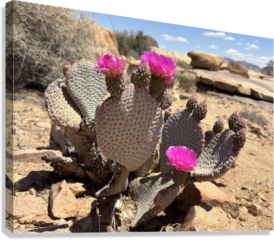 Cactus Bloom  Canvas Print