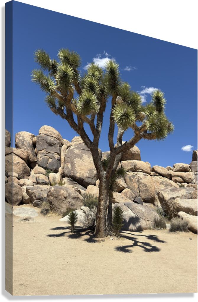 Joshua Tree -2  Canvas Print