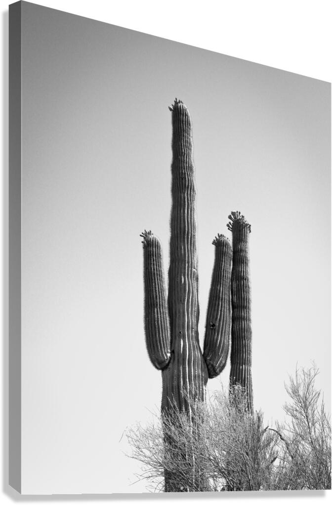Saguaro Dream in black and white -1  Canvas Print
