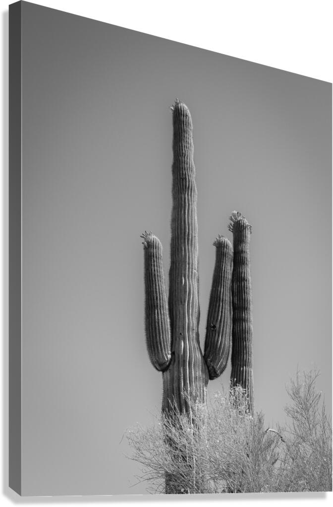 Saguaro Dream in black and white -2  Canvas Print