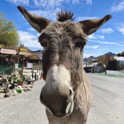 Oatman Donkey