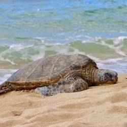 Maui Sea Turtle 1
