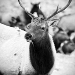 Elk