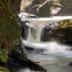 Forest Flow -2 