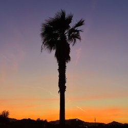 Afterglow Palm