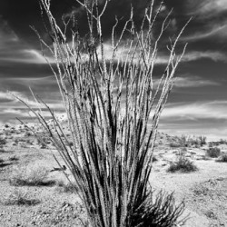 Desert Drama