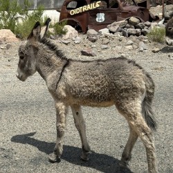 Baby donkey