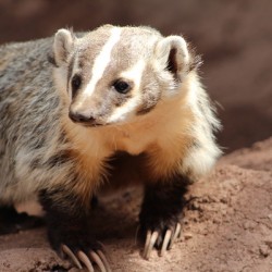 Badger -3