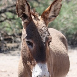 Split ear donkey