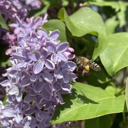 Bee-live 
