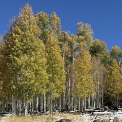 IMG 9898