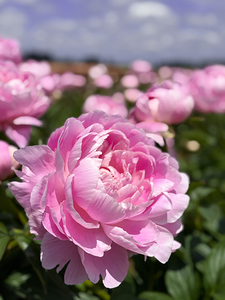 Flowers Peonies IMG 3014