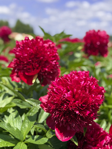 Flowers Peonies IMG 3019