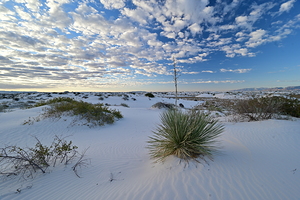 White Sands BWS 2591