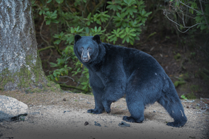 Black Bear 2021 BWS 5027