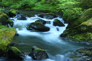 Sweet Creek Oregon Coast 2940