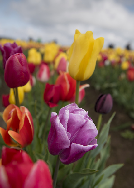 Wooden Shoe Tulips BWS 1661 by Bruce W Smith