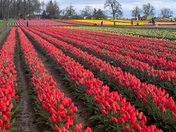 Wooden Shoe Tulip Fields IMG 8302 by Bruce W Smith