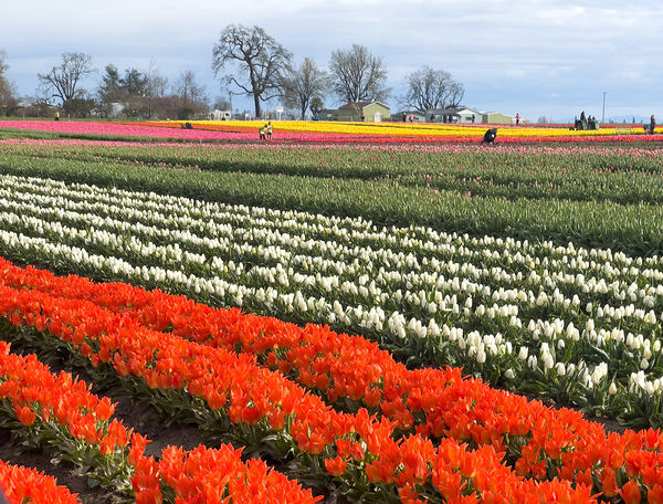 06 Tulip Farm BWS IMG 8325 by Bruce W Smith