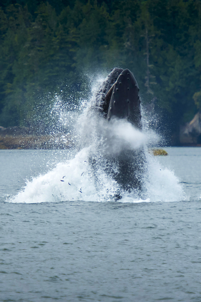 Humpback Whale Feeding by Bruce W Smith